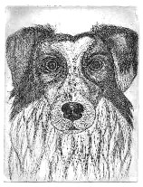 Niky  stato un cane vivacissimo credo si veda dagli occhi - incisione su zinco