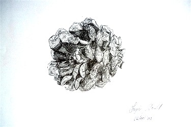 Pigna in scala Santa da Pino Ferfoglia 2003