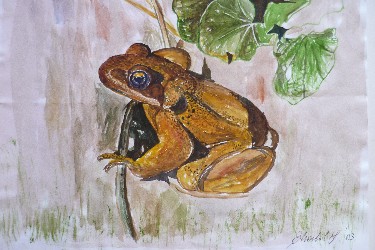 Rana durante corso Tutori degli Stagni